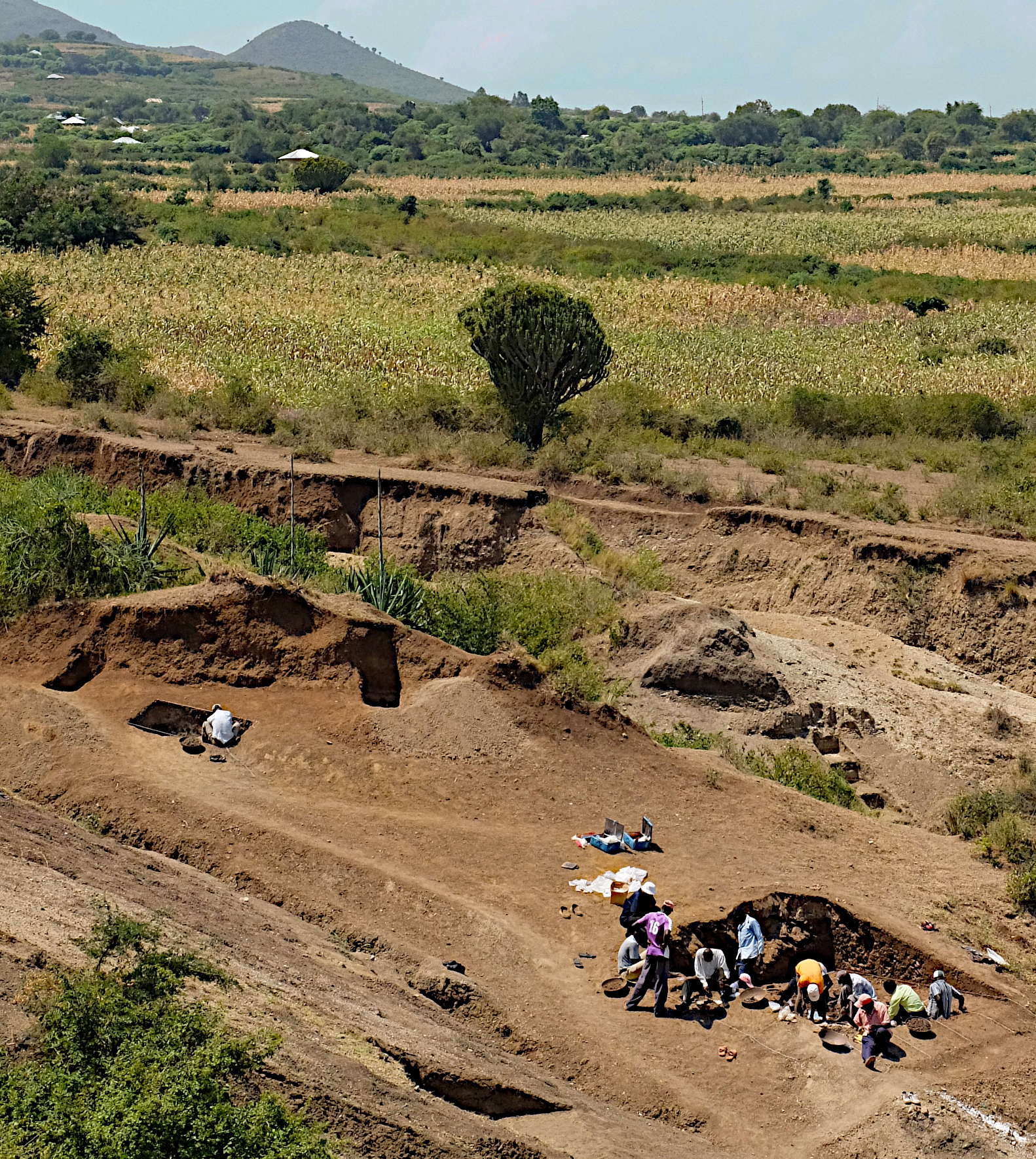 Sitio de Nyayanga siendo excavado en julio de 2016. Crédito: JS Oliver, Proyecto de Paleoantropología de la Península Homa