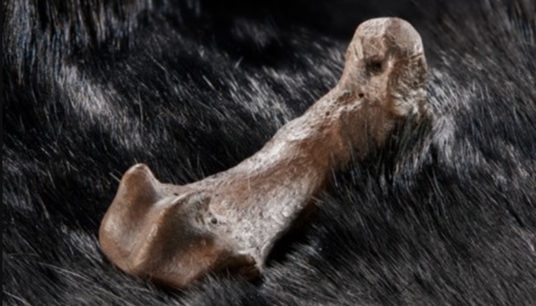 Huesos de oso de las cavernas con marcas de corte (Volker Minkus)