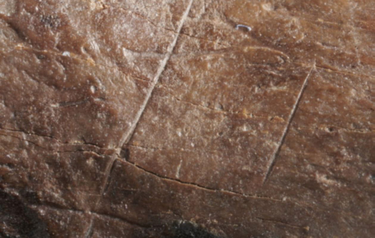 Marcas de corte finas y precisas en hueso de oso cavernario (Volker Minkus)