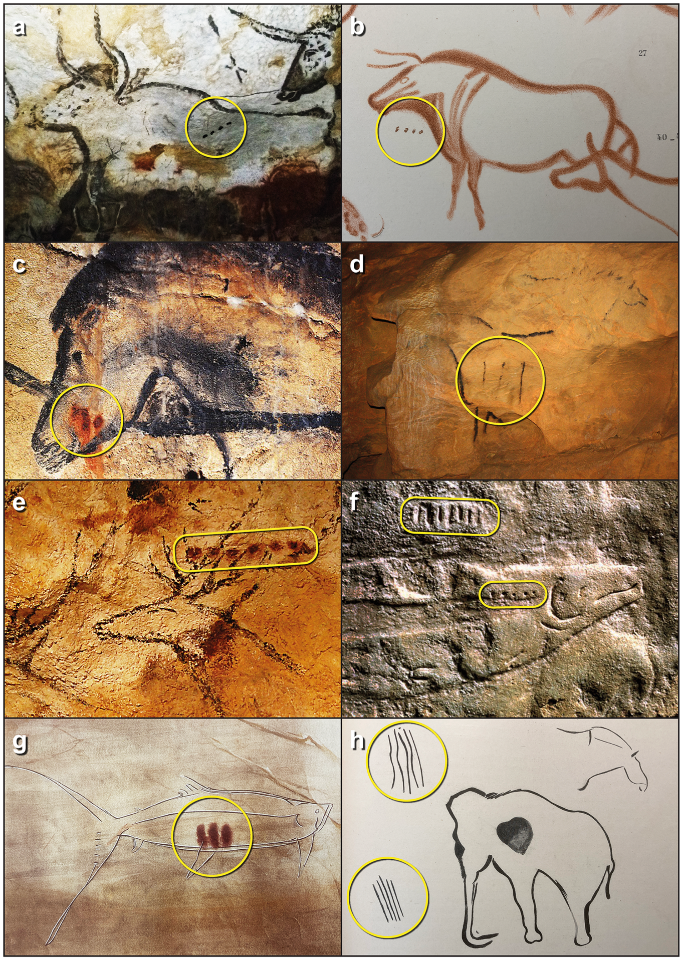 Ejemplos de representaciones de animales asociadas con secuencias de puntos/líneas. (a) Uros: Lascaux, período tardío; (b) Uros: La Pasiega, tardía; (c) Caballo: Chauvet, tarde (diferimos de opinión con el equipo de Chauvet, para quienes sería temprano); (d) Caballo: Mayenne-Sciences, temprano; (e) Red Deer: Lascaux, tarde; (f) Salmón: Abri du Poisson, temprano; (g) Salmón (?): Pindal, tarde; (h) Mamut: Pindal, temprano. (Fuentes: (a) https://commons.wikimedia.org/wiki/File:Lascaux_004.jpg (b) Breuil et al. Referencia Breuil, Obermaier y Alcalde del Rio1913 , pl. XVIII; (c) gratis https://web.archive.org/web/201202222092520/https://www.istmira.com/foto-i-video-pervobytnoe-obschestvo/3924-iskusstvo-predystorii-pervobytnost-2.html ( d) https://www.hominides.com/musees-et-sites/grotte-mayenne-sciences/ (e) Colección Wellcome. Reconocimiento 4.0 Internacional (CC BY 4.0); (f) © Colección Wendel, Museo Neanderthal; g) BerenguerReferencia Berenguer1994 , 92, figura. 63; (h) H. Breuil, en del Rio et al. Referencia del Rio, Breuil y Sierra1911 , 61, fig. 57.)
