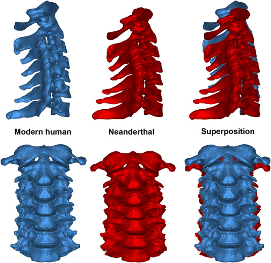 Columnas cervicales articuladas promedio por especie en vistas lateral (arriba) y anterior (abajo). La tercera vista es la superposición de neandertales (rojo) y humanos modernos (azul) para facilitar la visualización de las diferencias.